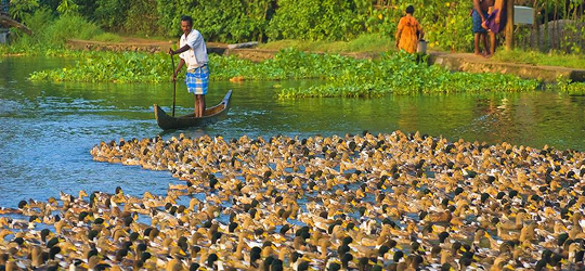 alleppey village tours